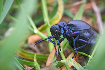 Schwarzblauer Ölkäfer ( Meloe proscarabaeus ).