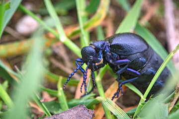 Schwarzblauer Ölkäfer ( Meloe proscarabaeus ).