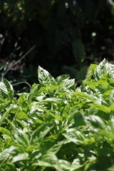 close up of a basil herb plant