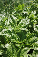 close up of a basil herb plant