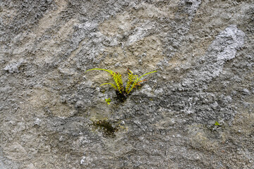 Wild plants grow on the surface of the building walls