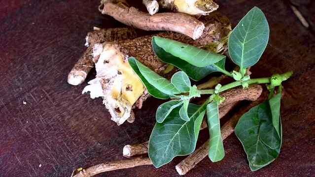 withania somnifera ( Ashwagandha) dried root, green leaves herbal plants. withania somnifera on wooden background