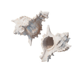 해변 모래사장 소라 껍데기 Sea Shells on the Beach with Sand

