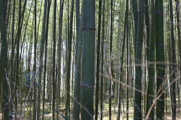 Japan, Bambus, Wald, Holz, Landschaft