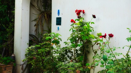 Vibrant Red Roses Against White Wall Garden View