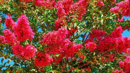 Vibrant Pink Crepe Myrtle Blossoms Against Blue Sky