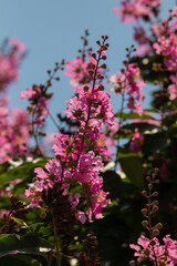 Brazilian Savannah Flower. The Brazilian flowers are delicate, beautiful, rare and have many colors.