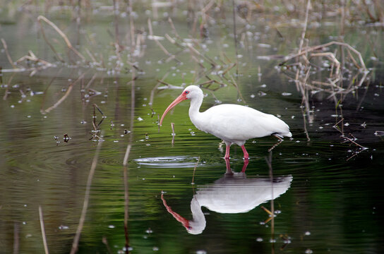 American White Ibis, eudocimus albus on water with reflection.
