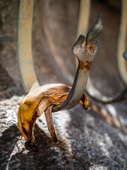 Decaying banana peel suspended from a weathered fence, serving as a symbol of waste and neglect in...