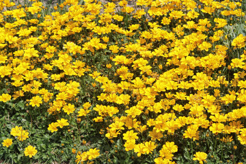 yellow blooming flower garden full frame backdrop