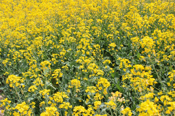yellow blooming flower garden full frame backdrop