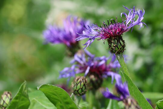 Mountain Cornflowers or Perennial Cornflowers Centaurea montana close up 
