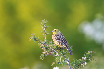male yellowhammer in natural habitat