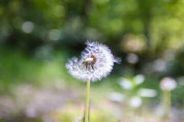 This is a dandelion flower blooming in the mountains.