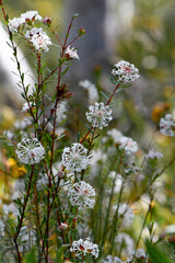 White Australian native Slender Rice Flowers, Pimelea linifolia, family Thymelaeaceae, growing in Sydney woodland understory, NSW. Endemic to eastern Australia. Flowers in spring and summer