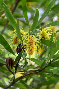 Yellow green flowers of the vulnerable Australian native Three veined Hakea, Hakea trineura, family Proteaceae. Restricted distribution to soils on hills and ranges of serpentinite rock in Rockhampton