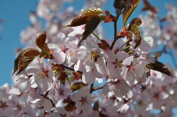 blossom in spring