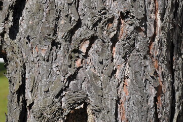 bark of a tree