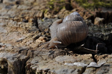 snail on the tree