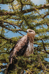 Bateleur Eagle poised in acacia, vibrant against greenery