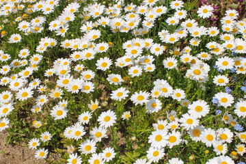 daisy flower field full frame background wallpaper floral aesthetic