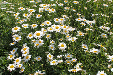 daisy flower field full frame background wallpaper floral aesthetic