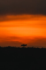 Fiery sunset silhouettes acacia in Masai Mara