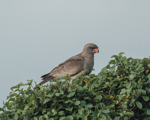 Gabar goshawk perched, keen gaze, Masai Mara