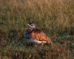 Coqui Francolin hiding in tall Masai Mara grass