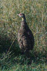Yellow-necked Spurfowl perched, vivid in Kenyan dawn.