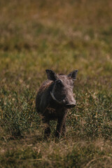 Warthog stares directly, tusks prominent, in Masai Mara