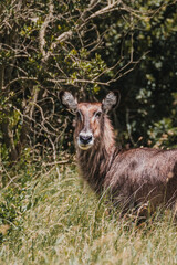 Waterbuck in dense Masai Mara foliage