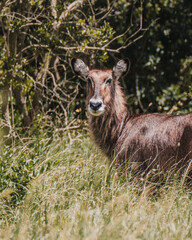 Waterbuck in dense Masai Mara foliage
