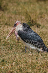 Marabou Stork in grass, striking profile, Masai Mara