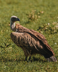 Rüppell's Griffon Vulture close-up, detailed plumage, Masai Mara