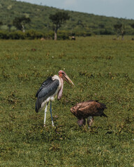Marabou Stork in grass, striking profile, Masai Mara