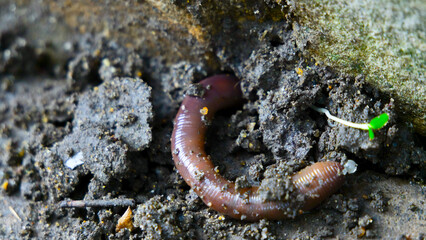 Earth Worm