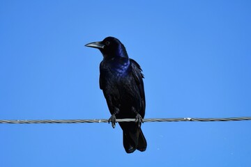Great-tailed Grackle Perched on a Wire in Bolivar Peninsula, Texas, USA - Majestic Crow-Like Bird