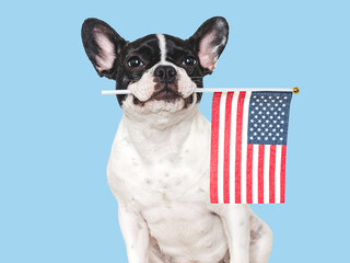 Lovable, pretty dog and American Flag. Closeup, indoors. Studio shot. Congratulations for family, loved ones, relatives, friends and colleagues. Pets care concept