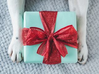 Beautiful gift box and dog paws. View from above. Close-up, indoors. Congratulations for family, loved ones, friends and colleagues. Pet care concept