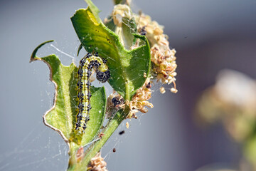 Raupe des Buchsbaumzünsler ( Cydalima perspectalis ) an einem befallenen Buchsbaum ( Buxus...