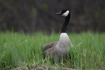 Marais Kingsbury 4 Mai 2024