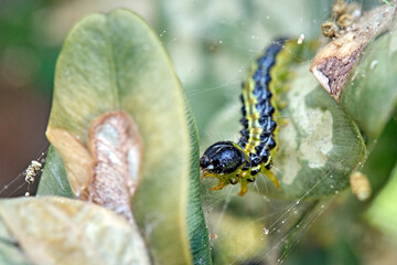 Raupe des Buchsbaumzünsler ( Cydalima perspectalis ) an einem befallenen Buchsbaum ( Buxus sempervirens ).