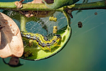 Raupe des Buchsbaumzünsler ( Cydalima perspectalis ) an einem befallenen Buchsbaum ( Buxus...