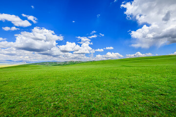 Green grassland natural landscape in summer season