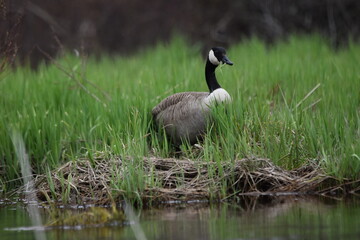 Marais Kingsbury 4 Mai 2024