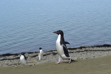 Obraz premium Penguin2