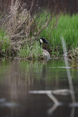 Marais Kingsbury 4 Mai 2024