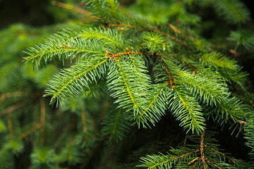 Evergreen conifers pine spruce tree branch   with drops of rain  .Moody atmosphere of a rainy day....