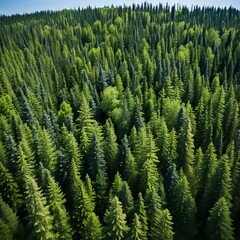 Birds eye view of a lush green coniferous forest